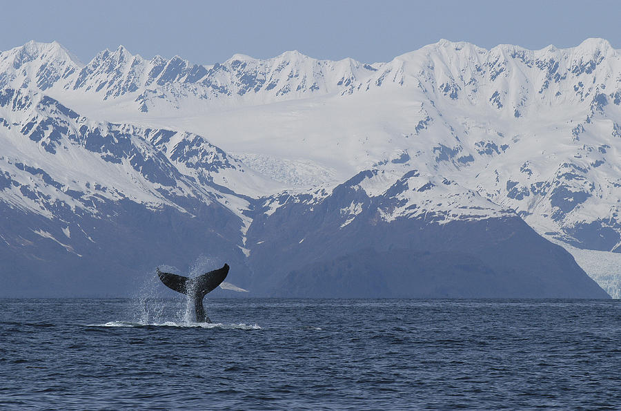Humpback Whale Tail Alaska Photograph by Flip  Nicklin