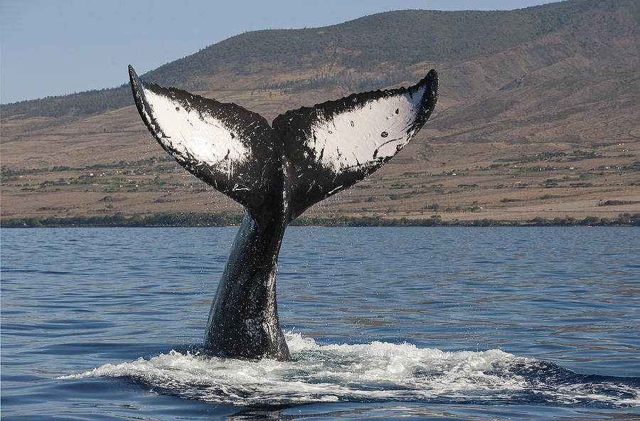 Humpback Whale Tail Maui Hawaii Photograph by Flip Nicklin