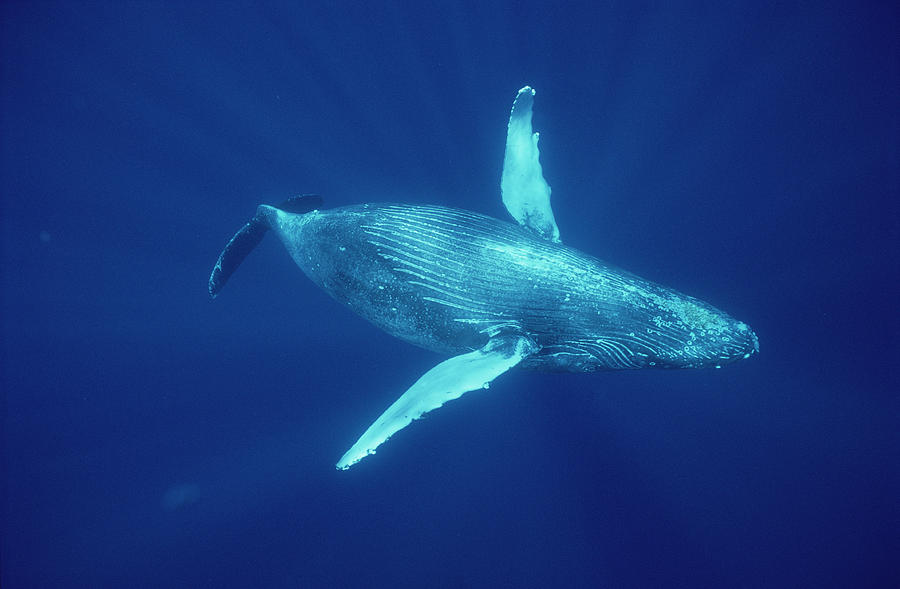 Humpback Whale Underwater Hawaii Photograph by Flip Nicklin