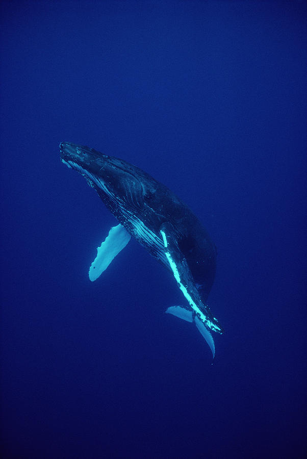 Humpback Whale Underwater Portrait Photograph by Flip Nicklin - Fine ...