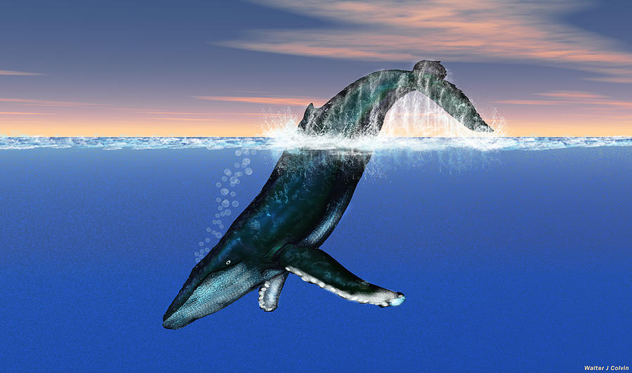 Humpback Whale Digital Art by Walter Colvin