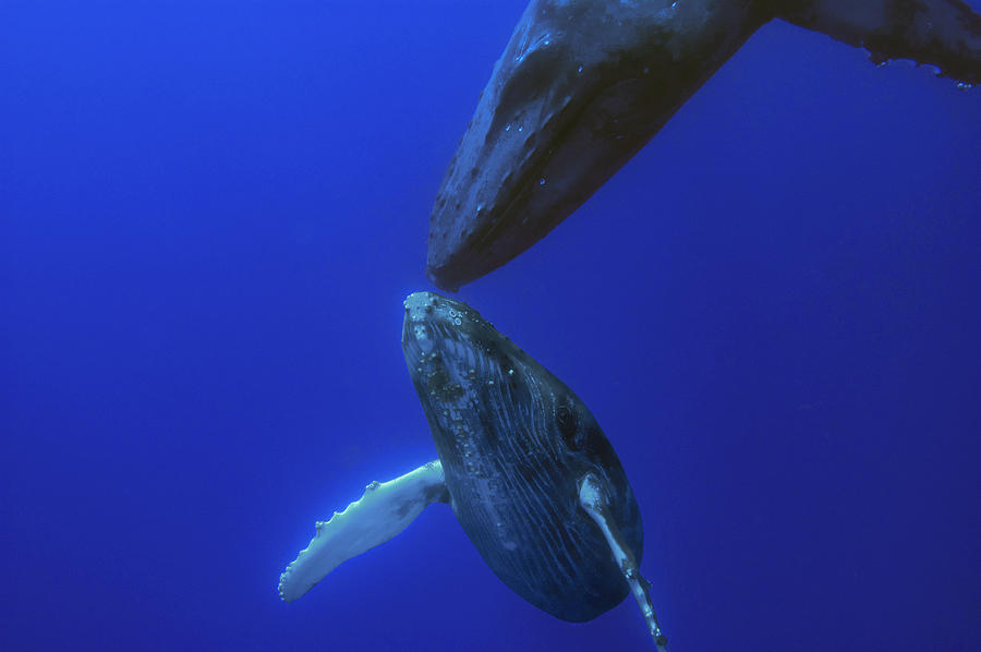 Humpback Whale Yearling And Mother Maui Photograph by Flip Nicklin