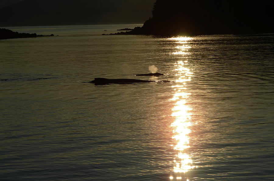 Nature Photograph - Humpback Whales - Evening in Alignment by Light Shaft Images