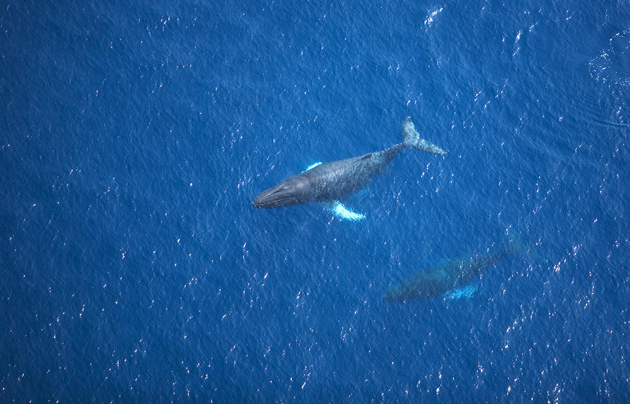 Humpback Whales Aerial II by Ron Dahlquist - Printscapes