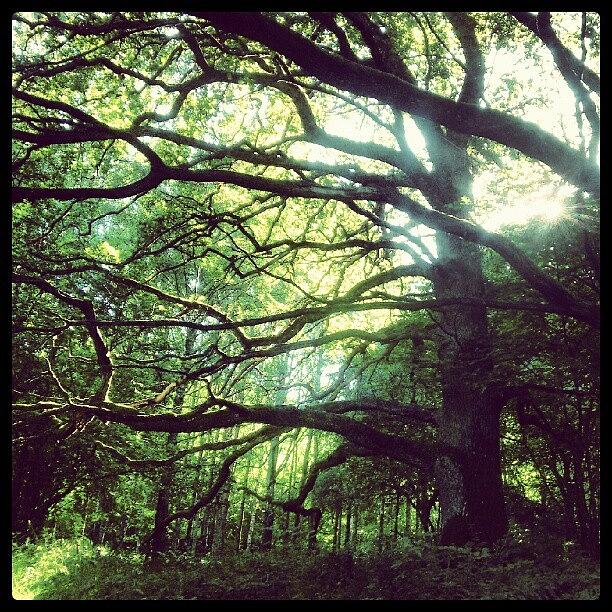 Nature Photograph - Hundred Year Old Oak Trees.. They by Tess Walther