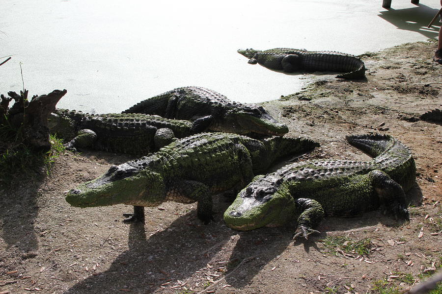 Hungry Alligators Photograph by RobLew Photography