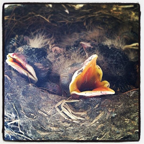 Bird Photograph - Hungry #baby#birds ( #robins) In Their by Michelle Behnken