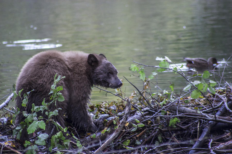 Wildlife Photograph - Hungry Bear by Brad Scott