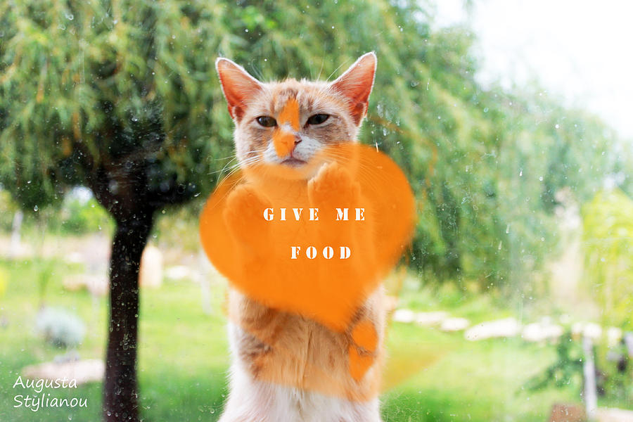 Hungry Cat Digital Art by Augusta Stylianou