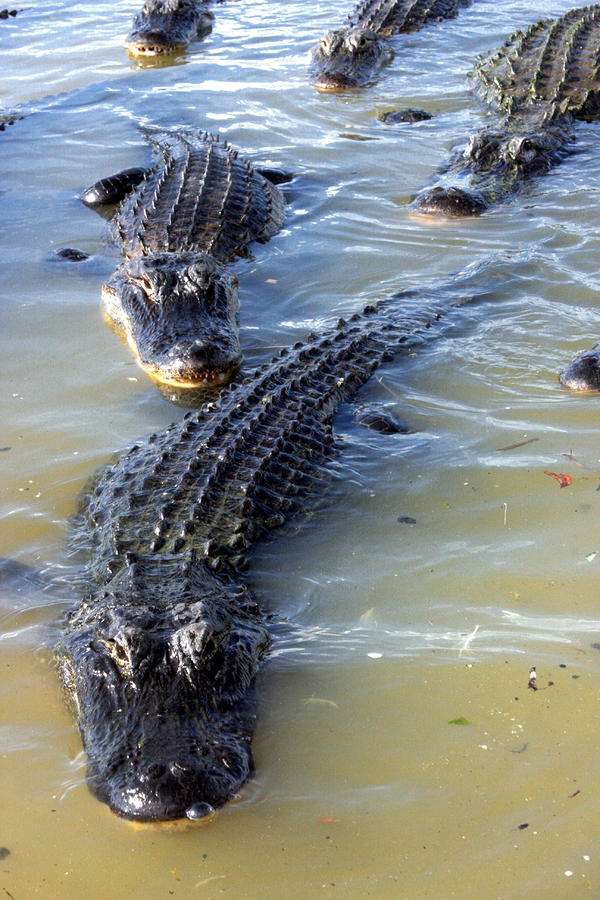 Hungry Crocs Photograph By Joe Myeress Fine Art America