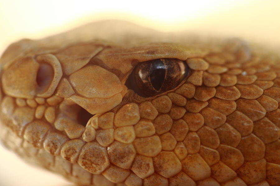 Snake Photograph - Hungry Eye by Paul Slebodnick