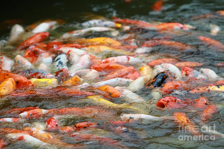 hungry-fish-pet-pets-koi