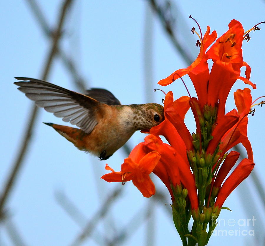 Hungry Hummer Photograph by Johanne Peale