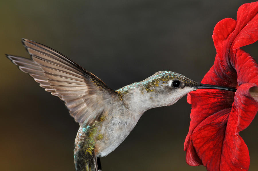 Hungry Hummer Photograph by Mike Martin
