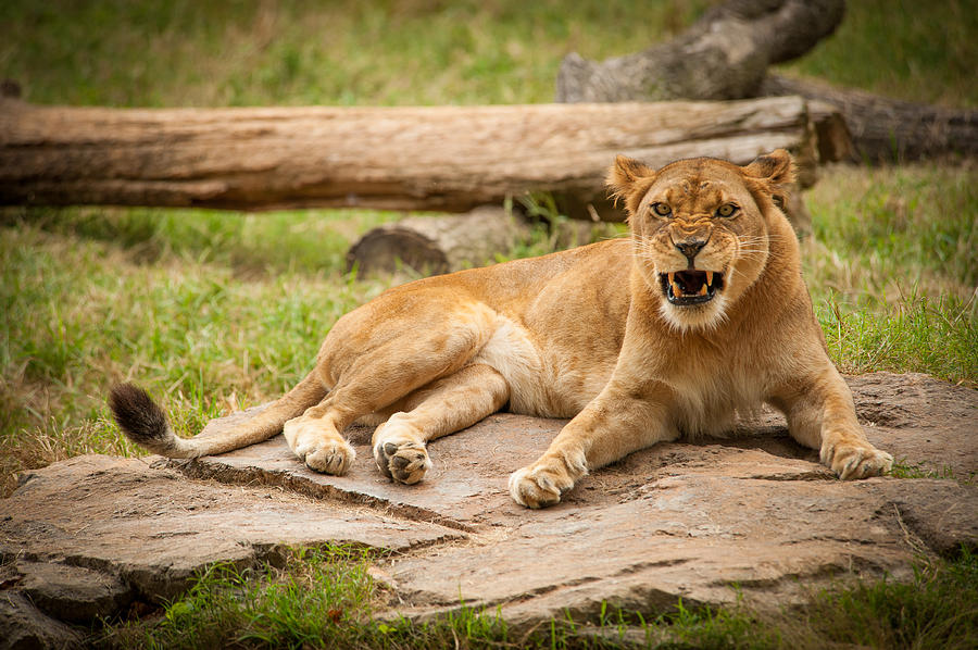 Hungry Lion Photograph by Joye Ardyn Durham