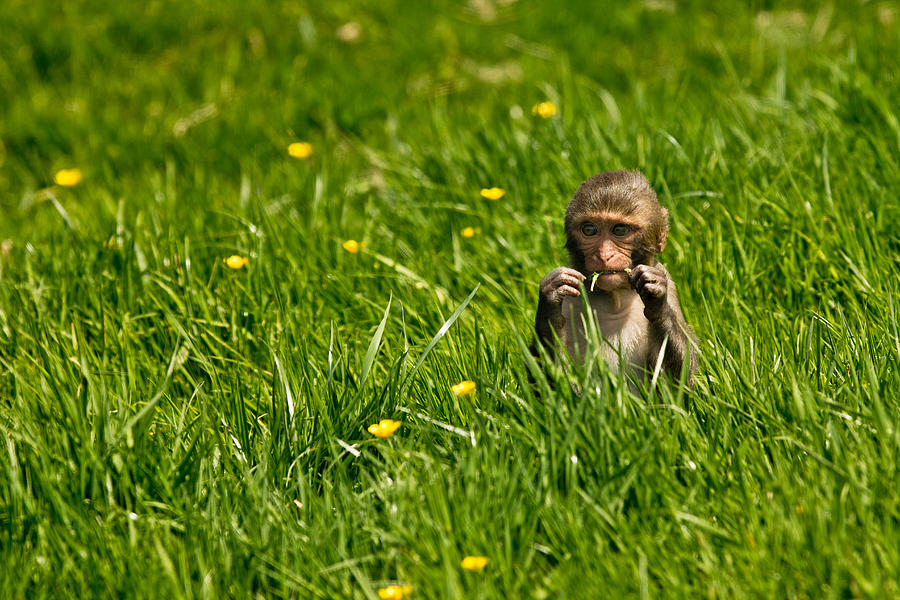 Hungry Monkey Photograph by Justin Albrecht