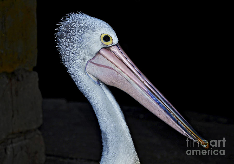 Pelican Photograph - Hungry Pelican by Kaye Menner