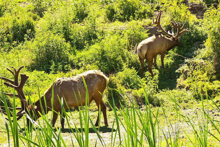 Hungry Spring Elk Photograph by Bob and Nancy Kendrick