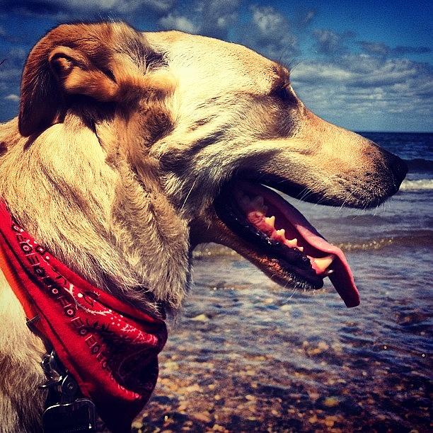 Summer Photograph - #hunter #dog #beach #summer #ocean #sky by U p t o w n S u e