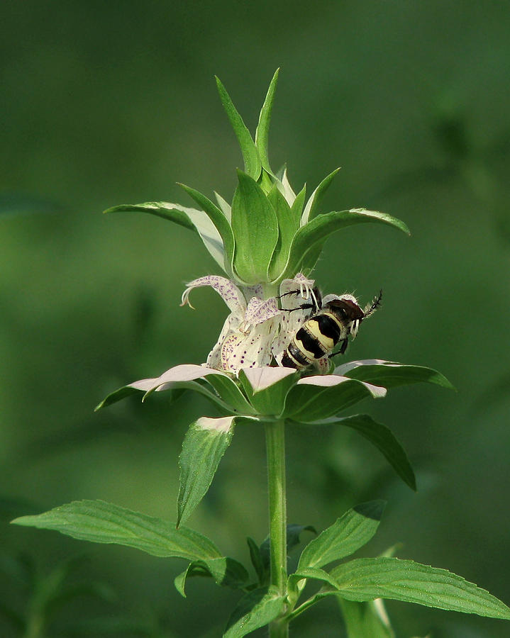 Hunter Wasp on  Beebalm Photograph by Peggy Urban