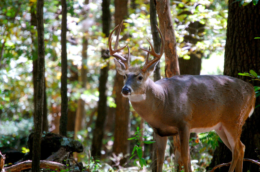 Hunters Dream 10 Point Buck Photograph by Peggy Franz