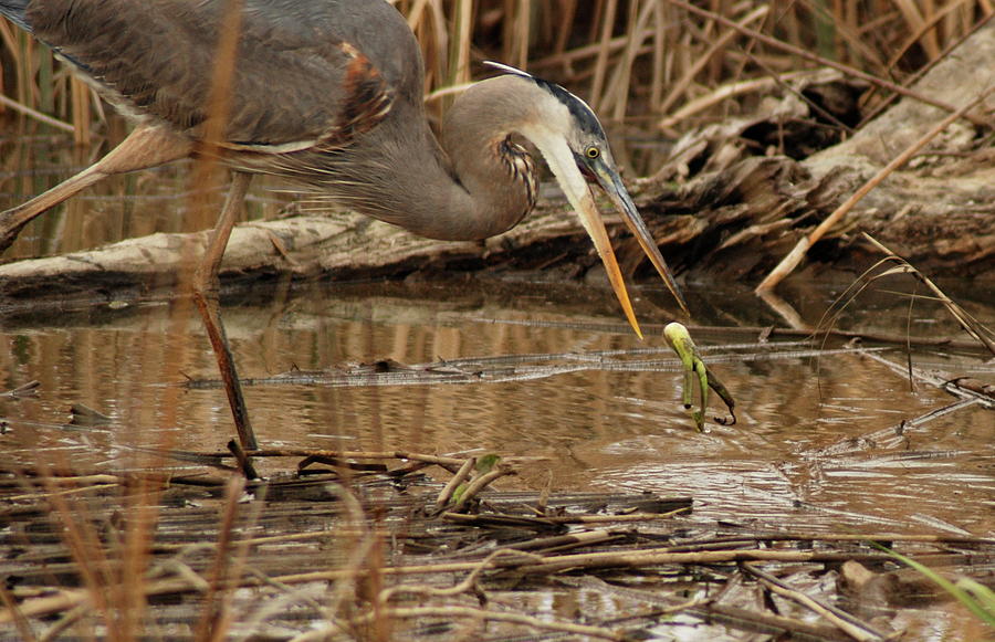 Hunting Heron Photograph by Kathy Gibbons - Fine Art America