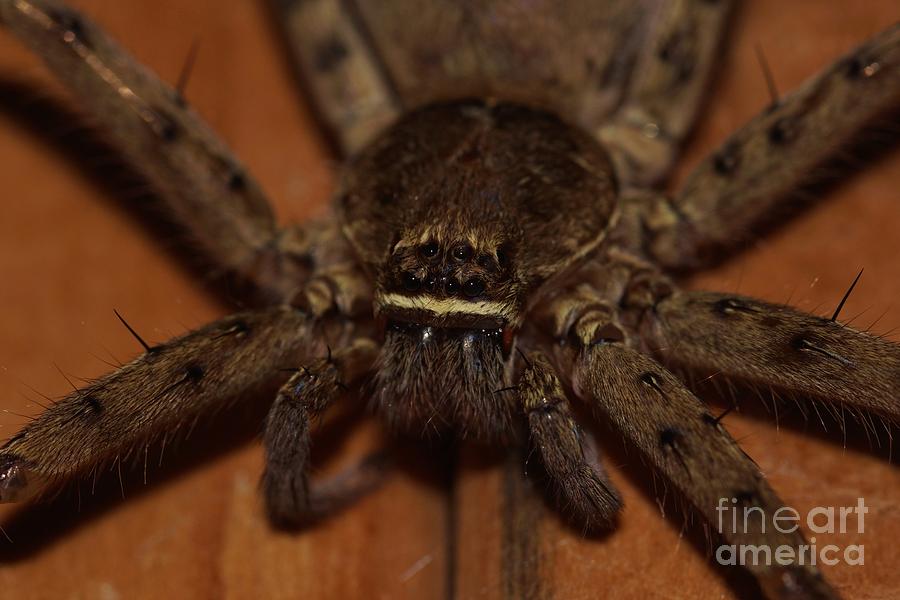 Huntsman Spider Up Close Photograph by Lynda Dawson-Youngclaus
