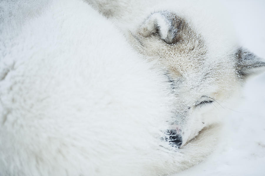 Husky Photograph by Andre Schoenherr
