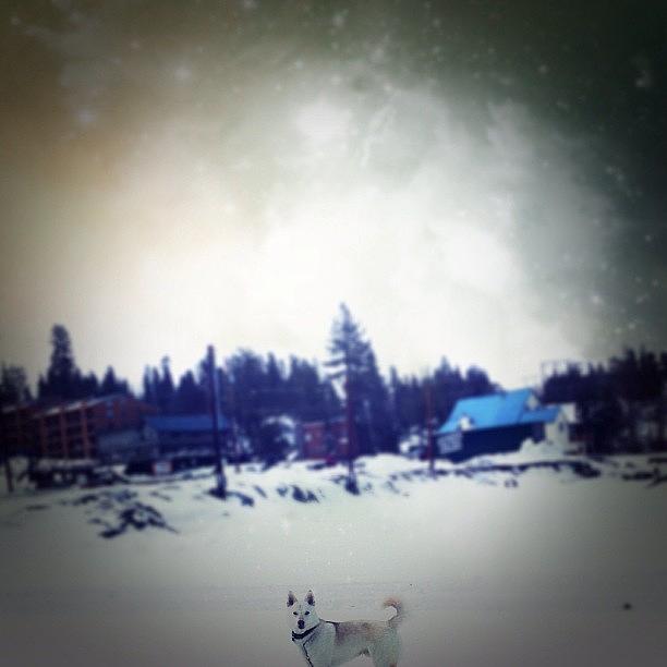 Dog Photograph - #husky #petsofinstagram #snow #wolf by Lydia Campisi
