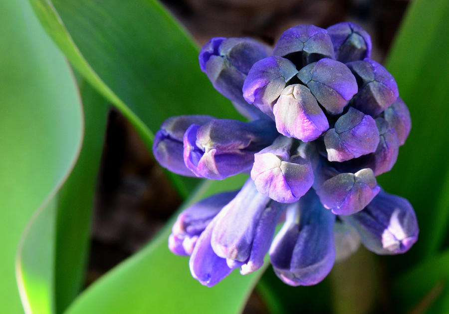 Hyacinth Beginning Photograph by Sandi OReilly