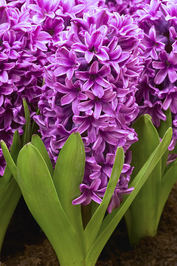 Hyacinth Hyacinthus Sp Miss Saigon Photograph by VisionsPictures