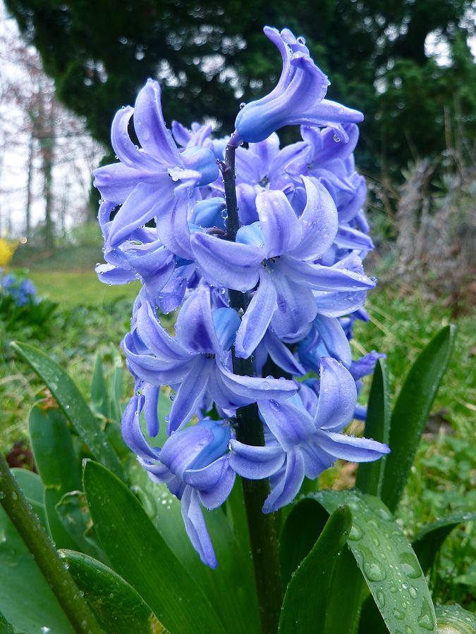Spring Photograph - Hyacinth in Bloom by Victoria Lakes