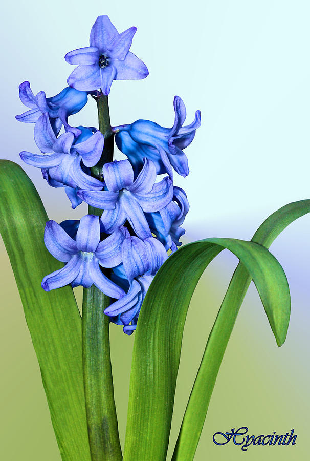 Hyacinth Photograph by Kristin Elmquist