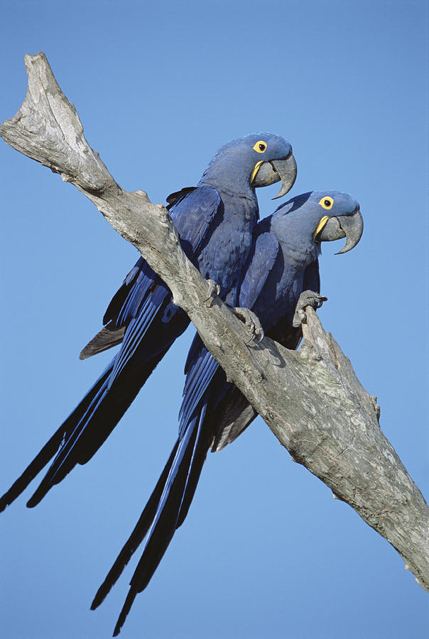 Bird Photograph - Hyacinth Macaw Anodorhynchus by Tui De Roy