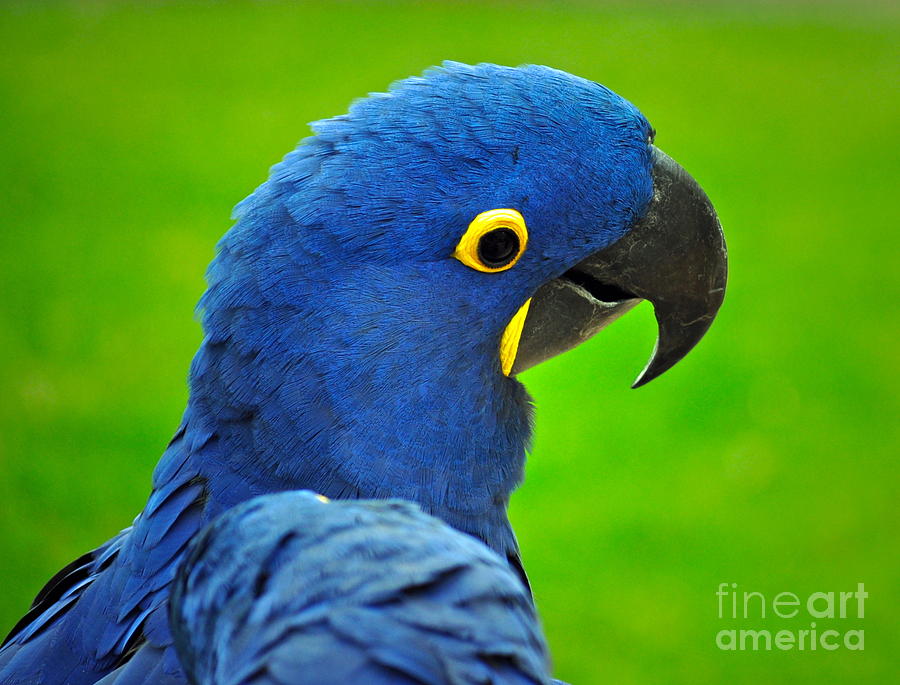 Macaw Photograph - Hyacinth Macaw by Gwyn Newcombe
