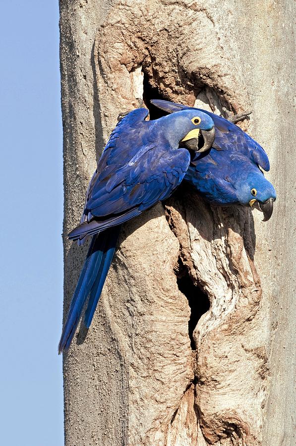 Parrot Photograph - Hyacinth Macaws by Tony Camacho