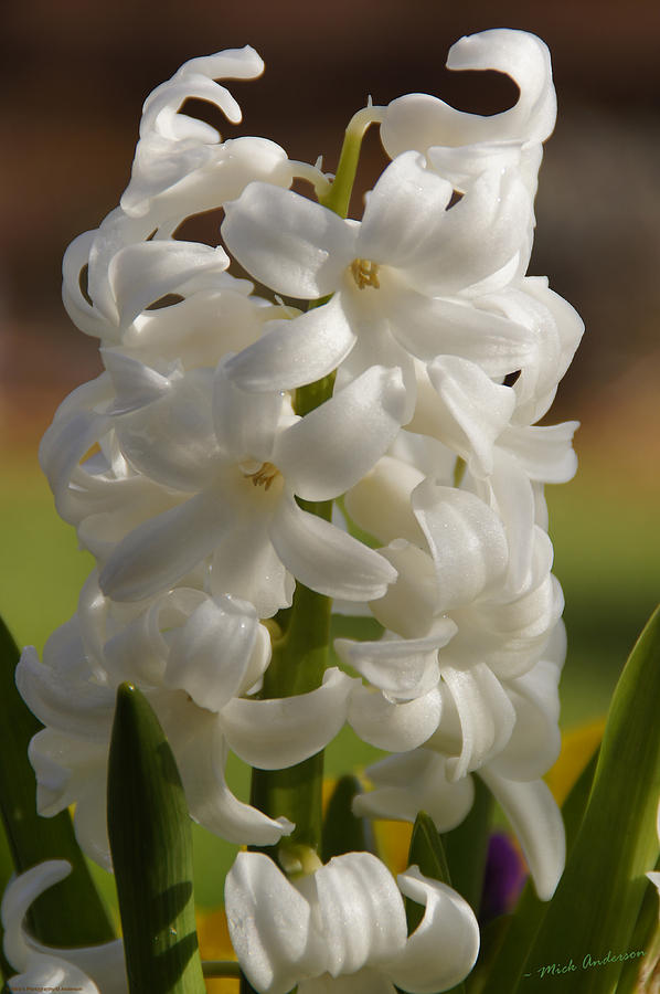 Hyacinth Photograph by Mick Anderson - Fine Art America