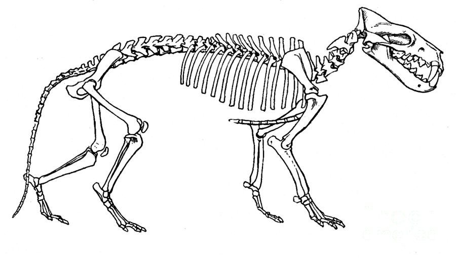 Prehistoric Photograph - Hyaenodon, Cenozic Mammal by Science Source