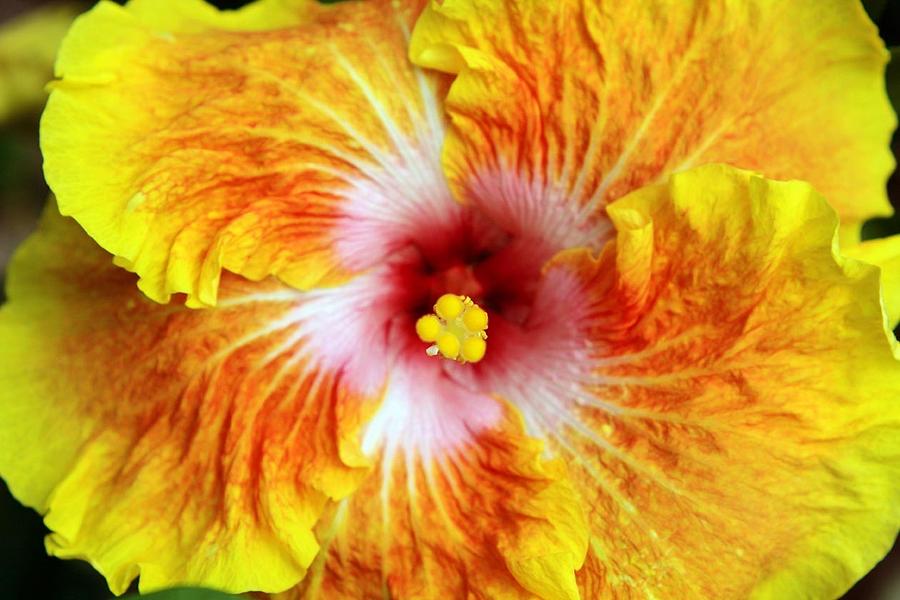 Hybrid Hibiscus Photograph by Larry Nieland