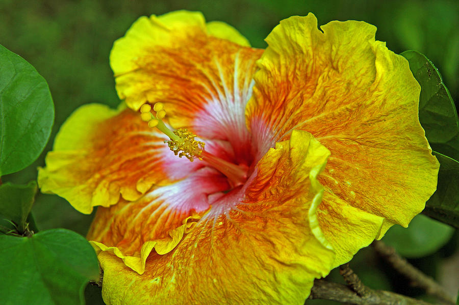 Hybrid Hibiscus side Photograph by Larry Nieland
