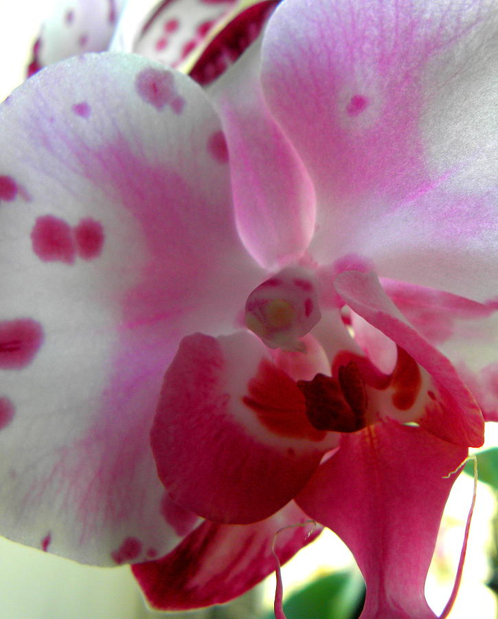 Hybrid Orchid Photograph by Kim Galluzzo Wozniak