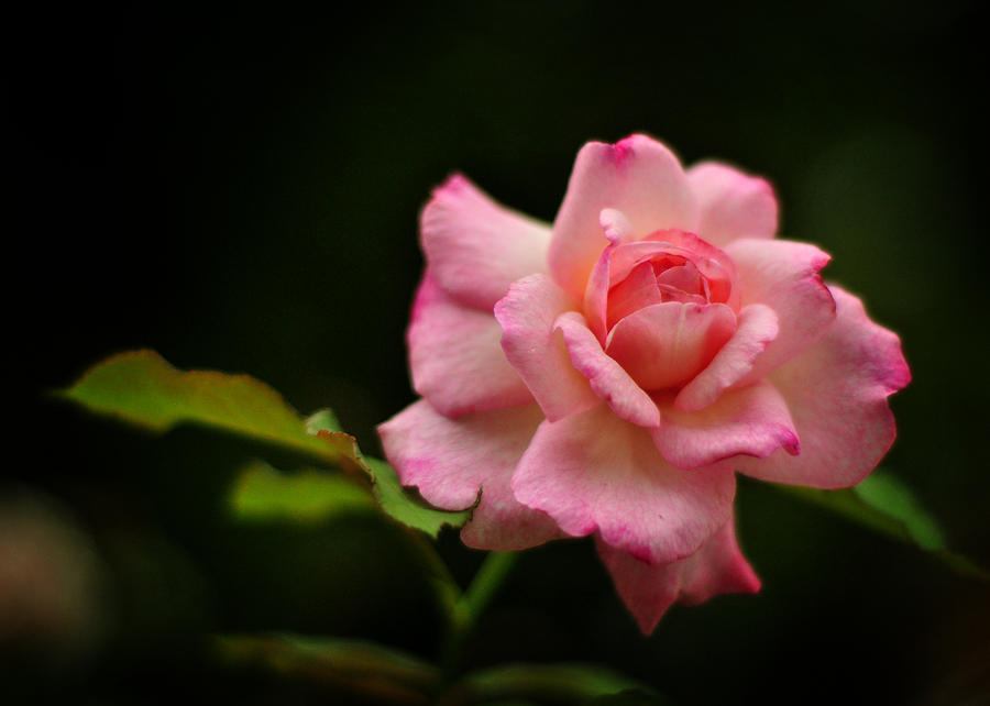 Hybrid Tea Rose Photograph by Rebecca Sherman
