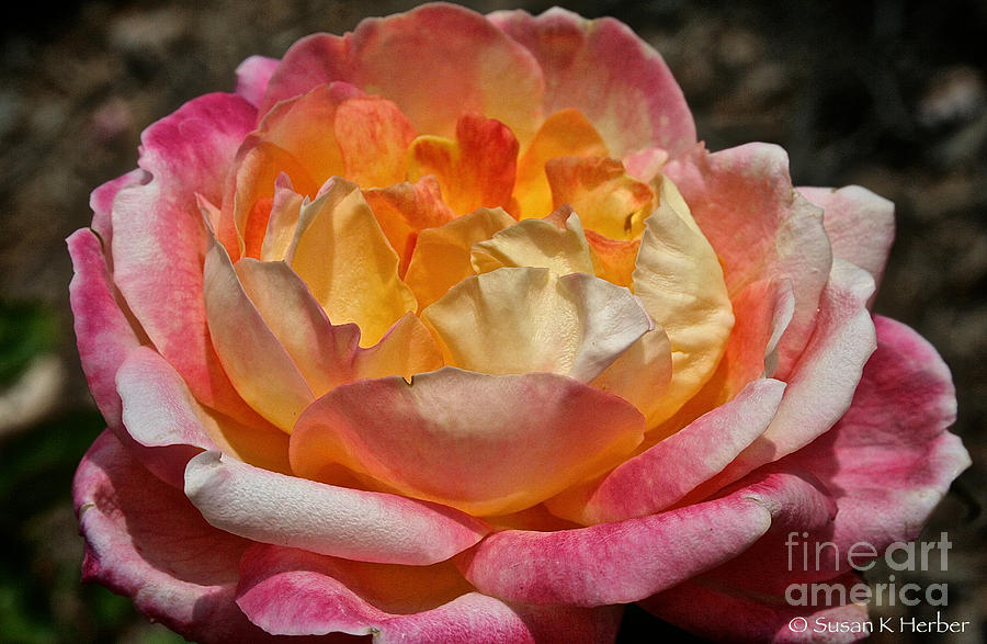 Nature Photograph - Hybrid Tea Rose by Susan Herber