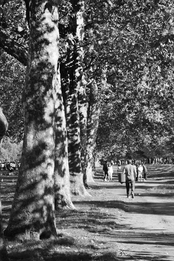 Hyde Park Trees Photograph