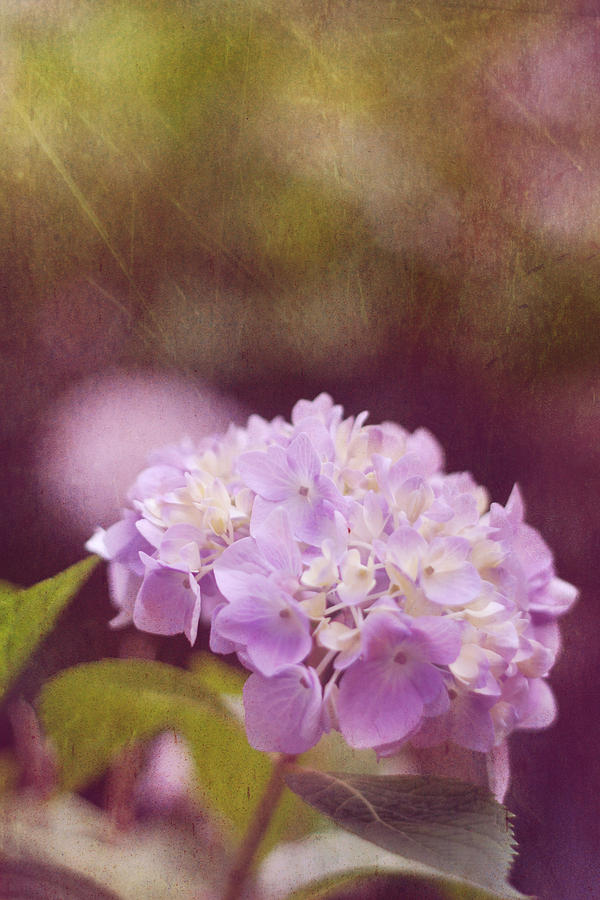 Flower Photograph - Hydrangea by Amy Tyler