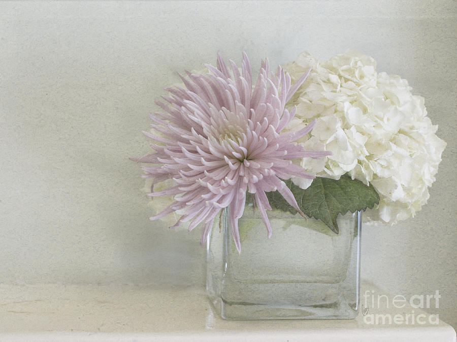 Hydrangea and mum Photograph by Cindy Garber Iverson