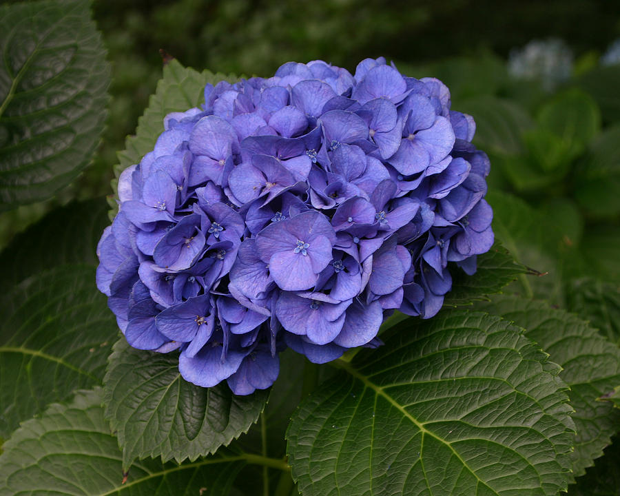 Hydrangea Photograph by Angela Tomey - Fine Art America