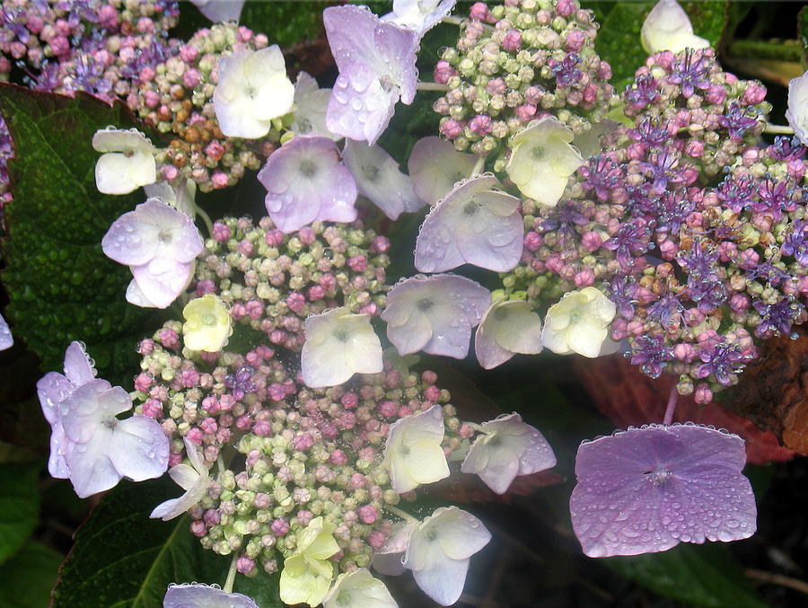 Hydrangea Photograph by Angie Vogel