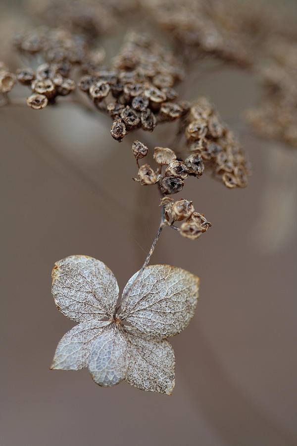 Hydrangea arborescens Dry Flower Head In Winter Photograph by Daniel Reed