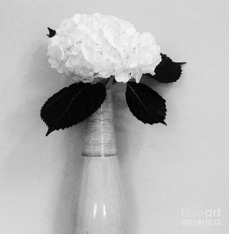 Still Life Photograph - Hydrangea Black and White by Marsha Heiken
